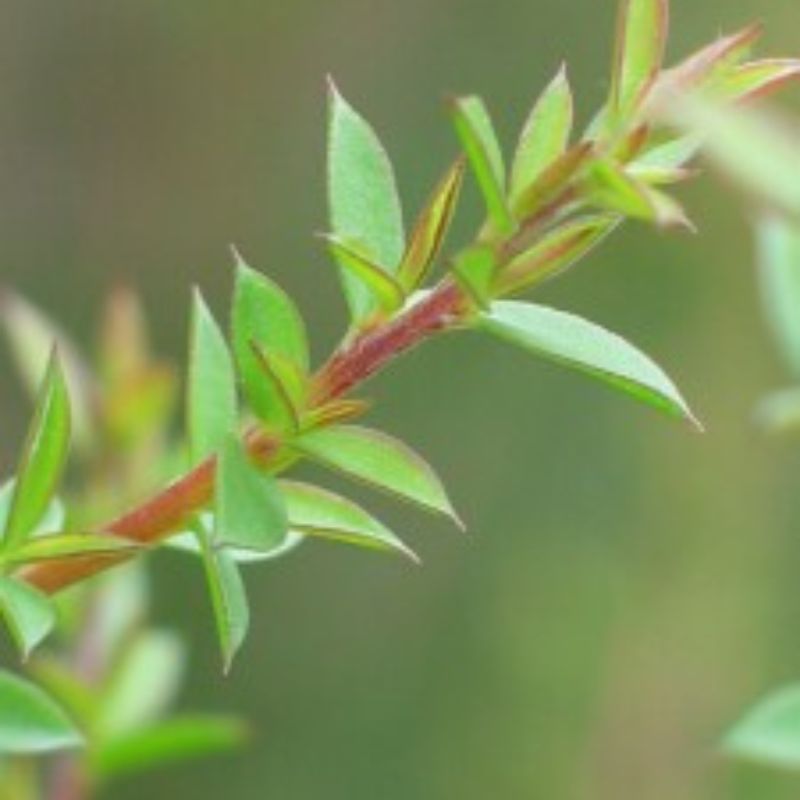 Close-up of a young Manuka branch with soft green leaves and red stems